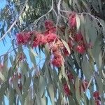 Eucalyptus sideroxylon Levél