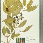Noronhia seyrigii Other