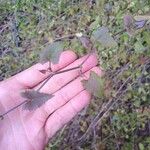 Senecio deltoideus Hoja