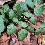 Rubus ursinus Leaf