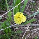 Oenothera triloba Λουλούδι