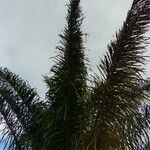 Attalea maripa Leaf