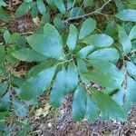 Castanea pumila 叶