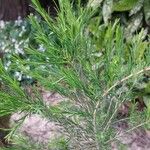 Melaleuca alternifolia Yaprak
