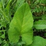 Arctium lappa Leaf