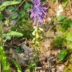 Muscari tenuiflorum Kwiat