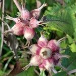 Bremeria humblotii Fruit