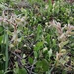Nonea vesicaria Hoja