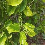 Psychotria viridis Frucht