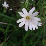 Moehringia ciliata Flower