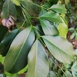 Garcinia epunctata Φύλλο