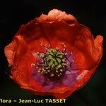 Papaver pinnatifidum Flor