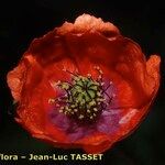 Papaver pinnatifidum Flower