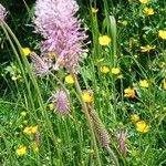 Plantago mediaFlower