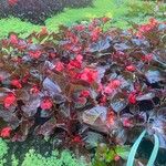 Begonia cucullataBlomst