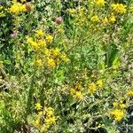 Senecio glaber Yeri