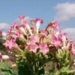 Nicotiana tabacum 花