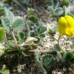 Medicago littoralis Vivejo