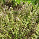 Thymus serpyllum Habitat