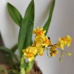 Oncidium baueri Flor