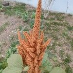 Amaranthus cruentusBlüte