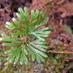 Elaphoglossum peltatum Blad