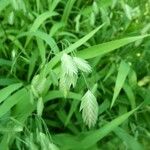 Chasmanthium latifolium Цвят