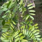 Gleditsia sinensis Blad