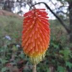 Kniphofia linearifolia Flower