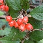 Cotoneaster franchetii Fruto