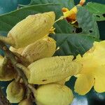 Callichlamys latifolia Flower