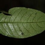 Psychotria longicornis Leaf