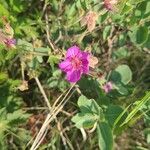 Geranium viscosissimum Kukka