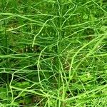 Equisetum sylvaticum List