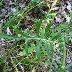 Cephalaria leucantha Leaf