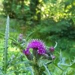 Cirsium palustre फूल