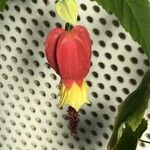 Abutilon megapotamicum Květ