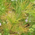 Nigella arvensis Yaprak