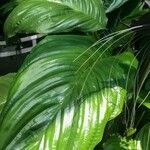 Tacca chantrieri Leaf