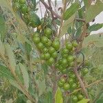 Pappea capensis Fruit