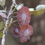 Terminalia stenostachya Fruit