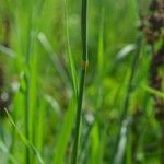 Phalaris aquatica Likasa