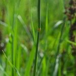 Phalaris aquatica Leaf