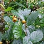 Rhamnus prinoides 果