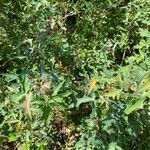 Mahonia trifoliolata Hoja