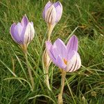 Crocus imperati Хабит