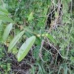 Capparis flexuosa Leaf