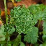 Lamium amplexicaule ഇല