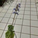 Plectranthus hadiensis花