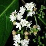 Ocotea dendrodaphne Blüte